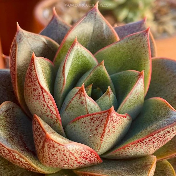 Echeveria Dionysos