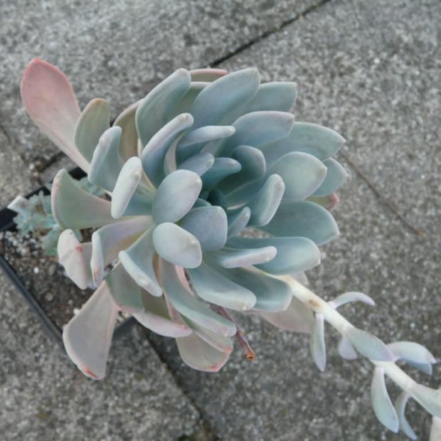 Pachyveria Clavata