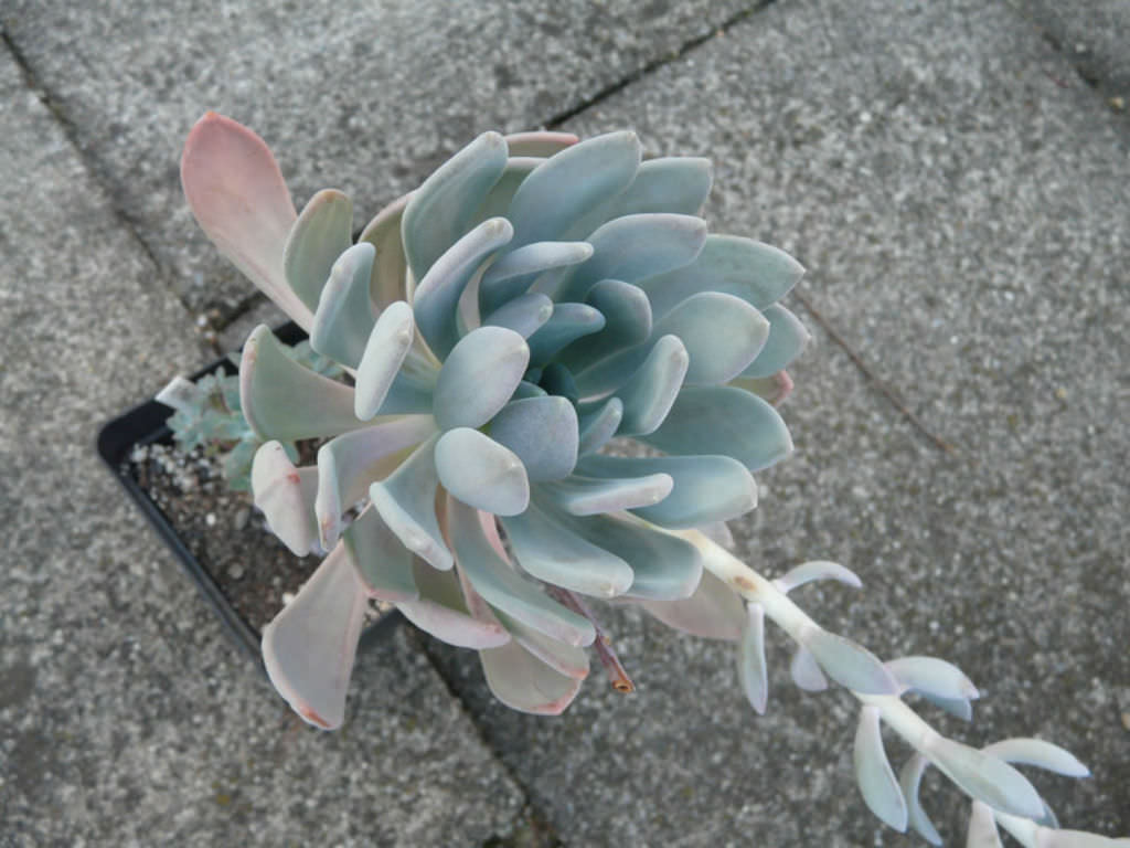 Pachyveria Clavata