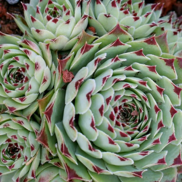 Sempervivum Calcareum Greenii
